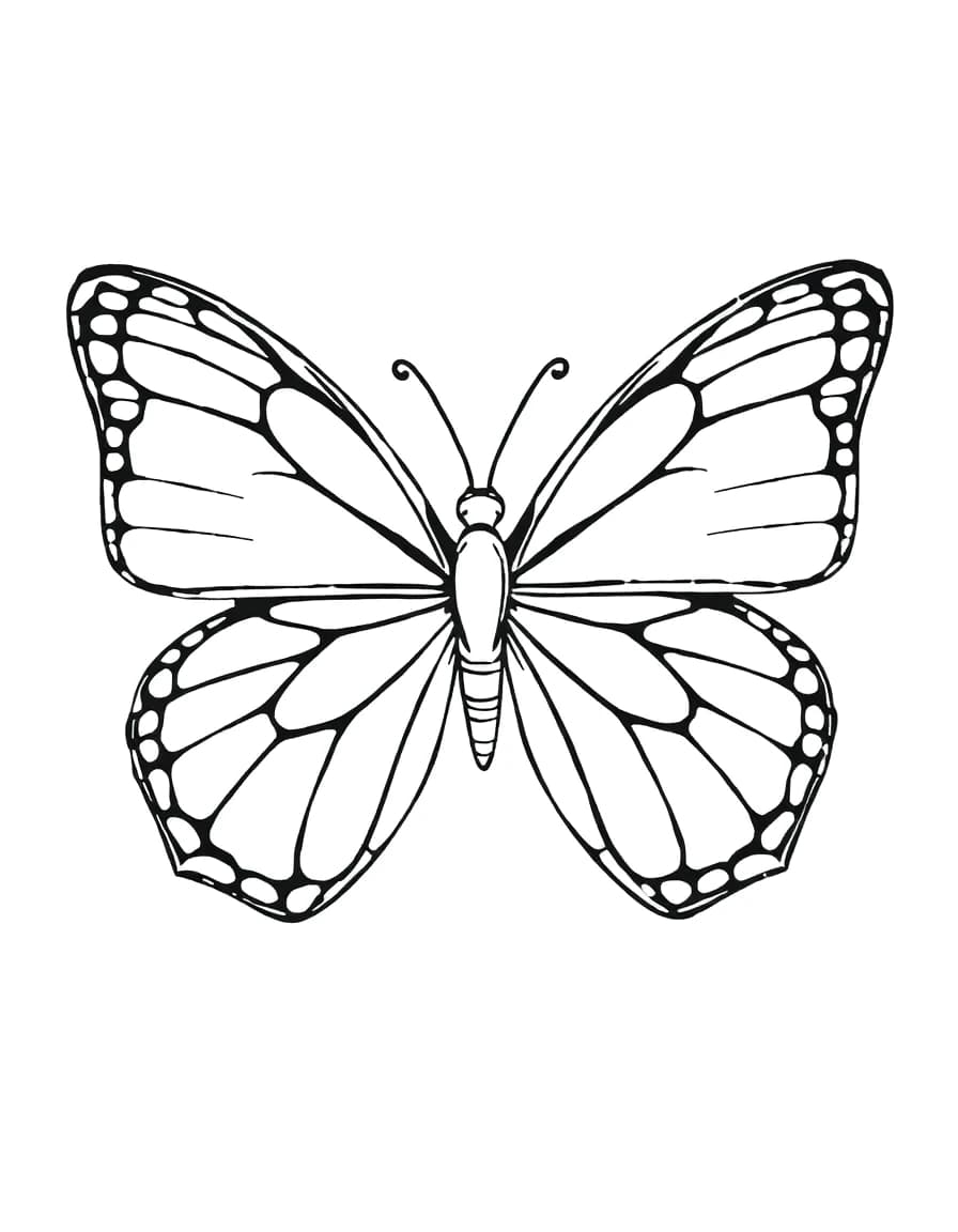 Butterfly line drawing to trace