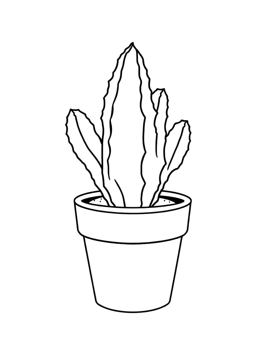 Cactus line drawing to trace