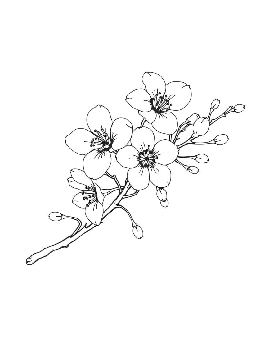 Cherry blossom line drawing to trace