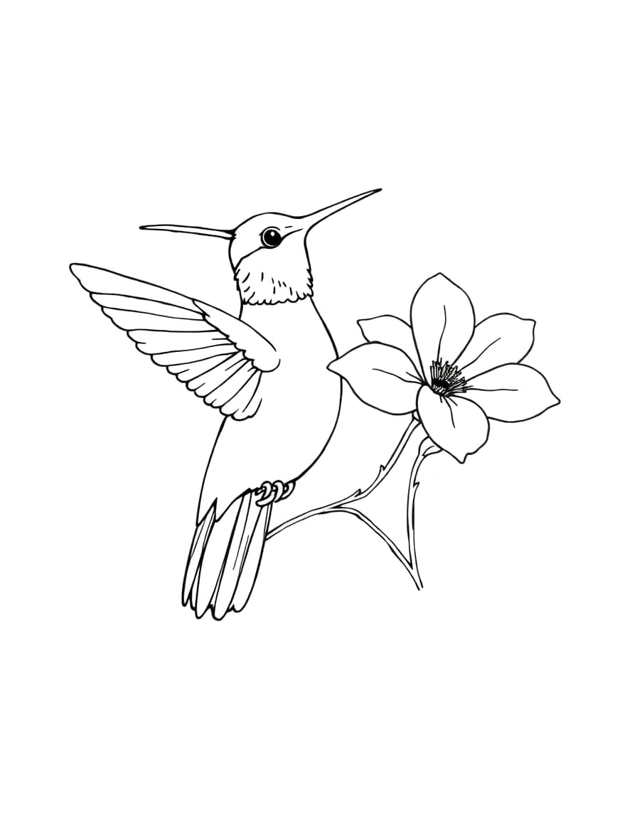 Hummingbird line drawing to trace