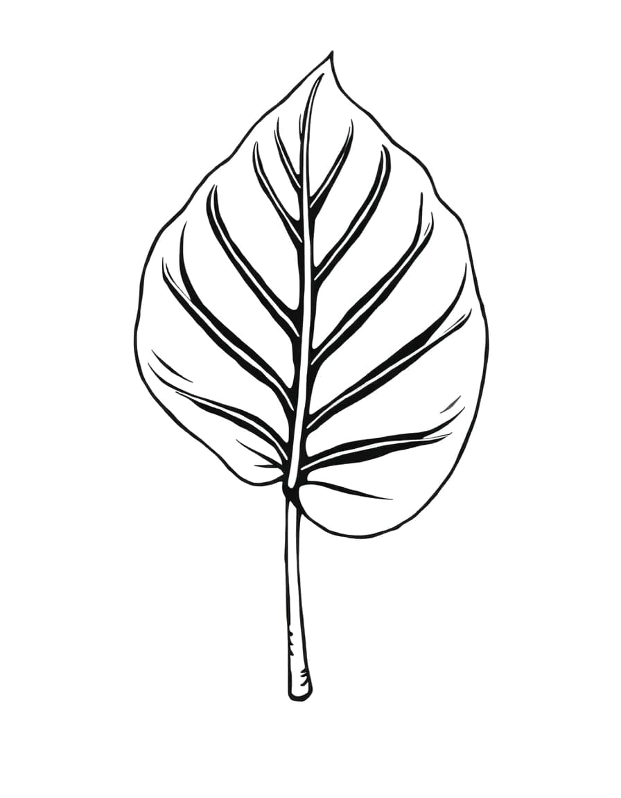 Monstera leaf line drawing to trace