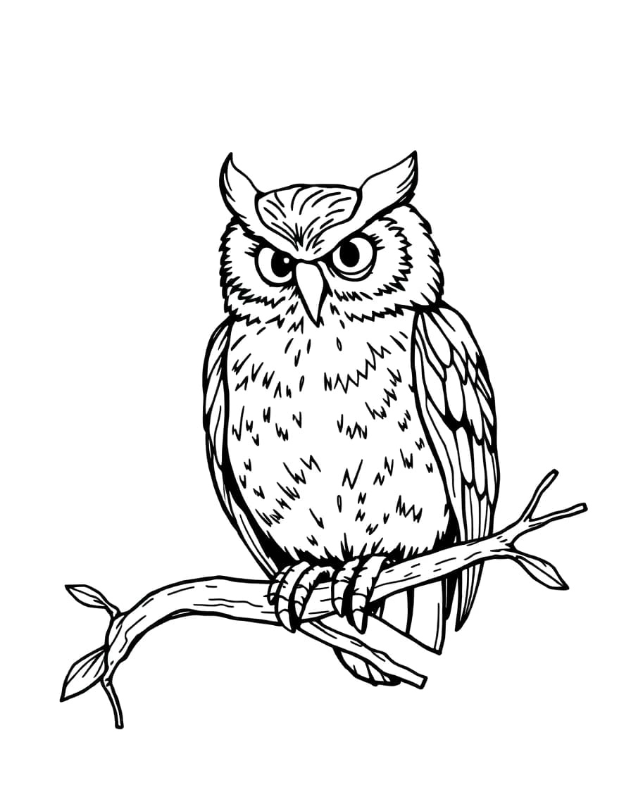 Owl line drawing to trace