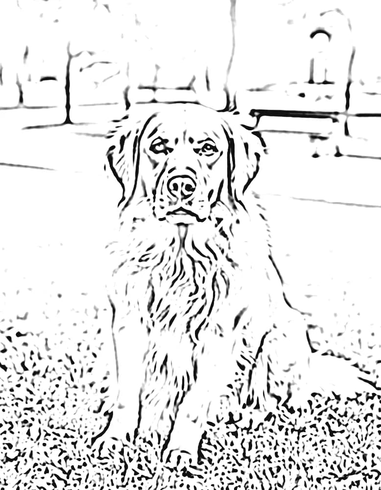 Line drawing of the golden retriever, made from the photo