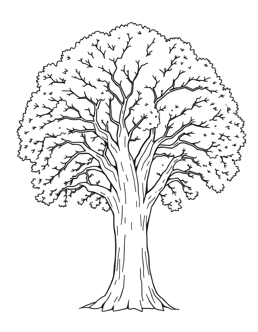 Oak tree line drawing to trace