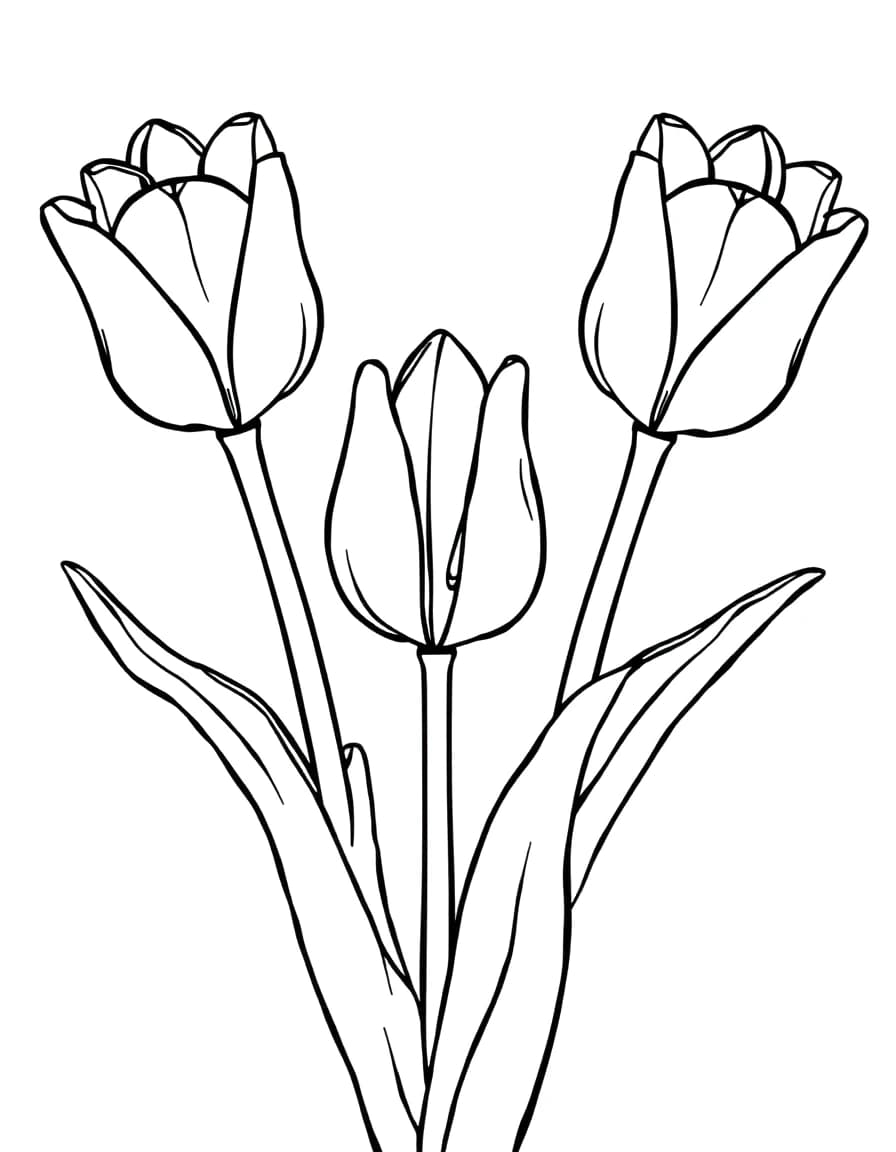 Tulips line drawing to trace